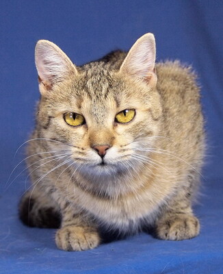 SUE - R E S E R V I E R T !!!!! sehr freundlich, neugierig, verschmust, anhänglich, lebhaft, hundeverträglich, Mischling - Katze