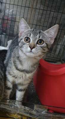 SUGAR - in den Winter geworfen lebendes Spielzeug, Gewöhnliche Katze Jungtier - Katze