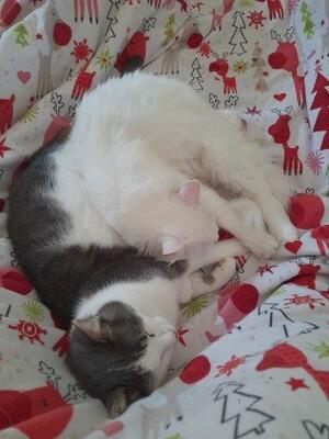 SYS (Kater) & TUSCA (Katze), Mischling - Katze