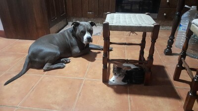 Saica, Europäisch Kurzhaar - Katze