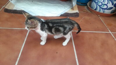 Saica, Europäisch Kurzhaar - Katze