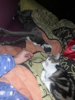 Saica, Europäisch Kurzhaar - Katze