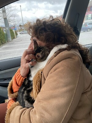 Saica, Europäisch Kurzhaar - Katze