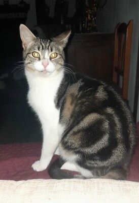 Saica, Europäisch Kurzhaar - Katze