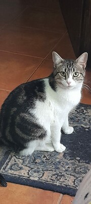 Saica, Europäisch Kurzhaar - Katze