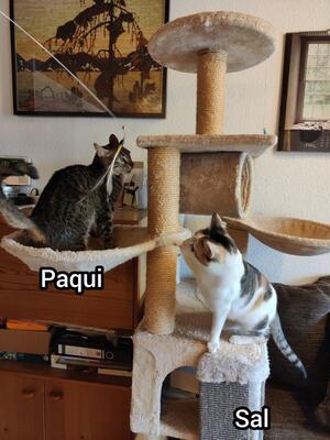 Sal und Paqui, Europäisch Kurzhaar - Katze
