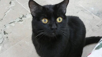 Salem, Europäisch Kurzhaar - Kater