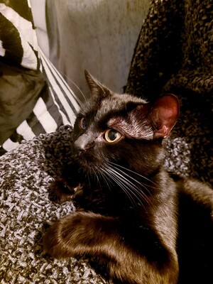 Salem, Europäisch Kurzhaar - Kater