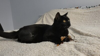 Salem, Europäisch Kurzhaar - Kater