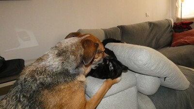 Salem, Europäisch Kurzhaar - Kater