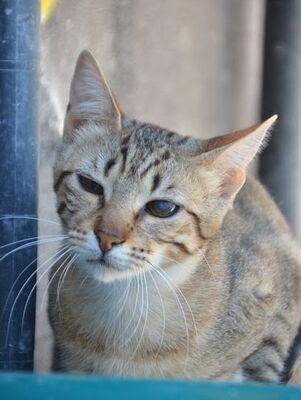 Salem, Europäisch Kurzhaar - Katze