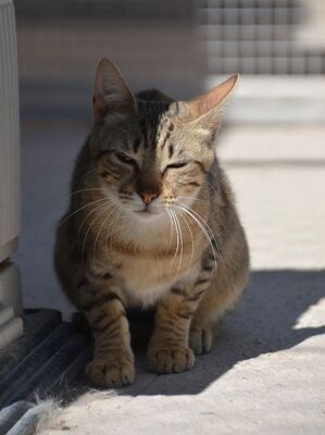 Salem, Europäisch Kurzhaar - Katze