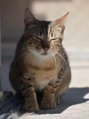 Salem, Europäisch Kurzhaar - Katze