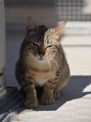 Salem ( geb. Mai 2024) - EKH-Katze, EKH - Katze