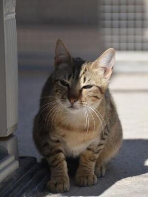 Salem ( geb. Mai 2024) - EKH-Katze, EKH - Katze