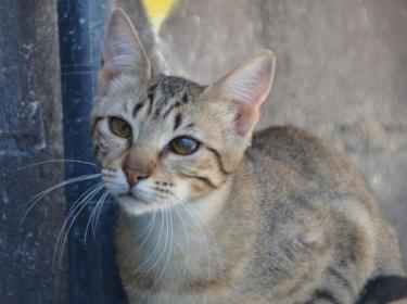 Salem ( geb. Mai 2024) - EKH-Katze, EKH - Katze