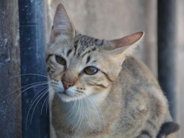 Salem ( geb. Mai 2024) - EKH-Katze, EKH - Katze