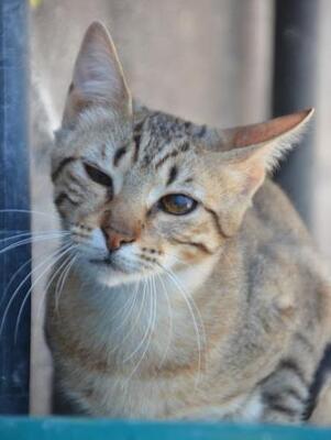 Salem ( geb. Mai 2024) - EKH-Katze, EKH - Katze