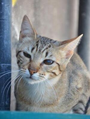 Salem ( geb. Mai 2024) - EKH-Katze, EKH - Katze