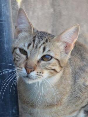 Salem ( geb. Mai 2024) - EKH-Katze, EKH - Katze