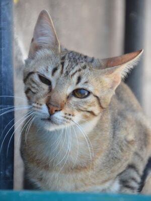 Salem geb. Mai 2024, Europäisch Kurzhaar - Katze