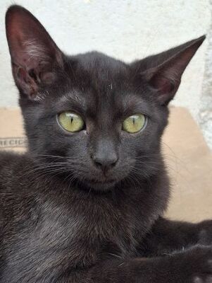 Sally, Europäisch Kurzhaar - Katze