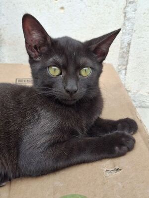 Sally, Europäisch Kurzhaar - Katze