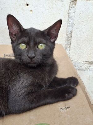 Sally, Europäisch Kurzhaar - Katze