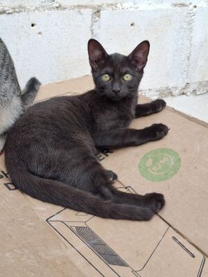 Sally, Europäisch Kurzhaar - Katze