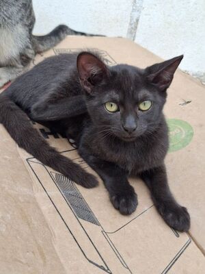 Sally, Europäisch Kurzhaar - Katze