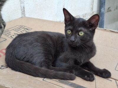 Sally, Europäisch Kurzhaar - Katze