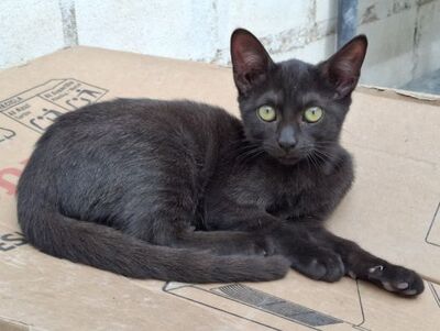 Sally, Europäisch Kurzhaar - Katze