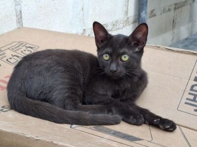 Sally, Europäisch Kurzhaar - Katze