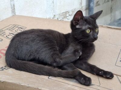 Sally, Europäisch Kurzhaar - Katze