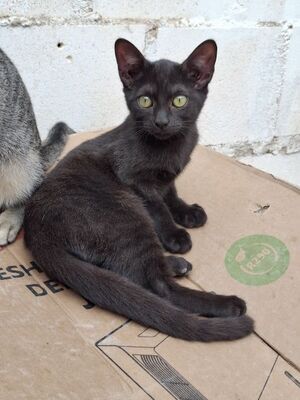 Sally, Europäisch Kurzhaar - Katze