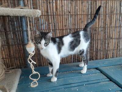 Sally - Liebevolle Katzendame, ca. 1 Jahr, Mischling - Katze