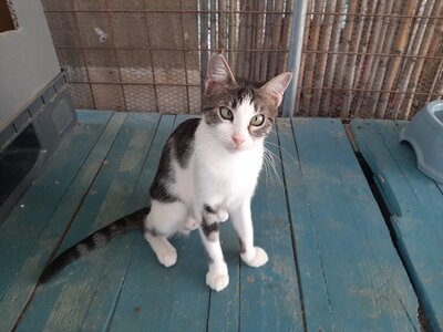 Sally - Liebevolle Katzendame, ca. 1 Jahr, Mischling - Katze 4