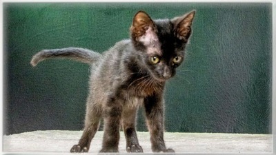 Salome - ein zuckersüßes Katzenmädchen, Mix Jungtier - Katze