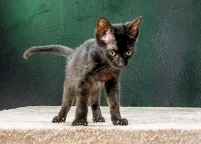 Salome - ein zuckersüßes Katzenmädchen, Mix Jungtier - Katze