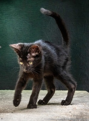Salome - ein zuckersüßes Katzenmädchen, Mix Jungtier - Katze