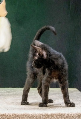 Salome - ein zuckersüßes Katzenmädchen, Mix Jungtier - Katze