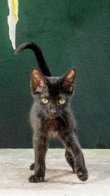 Salome - ein zuckersüßes Katzenmädchen, Mix Jungtier - Katze