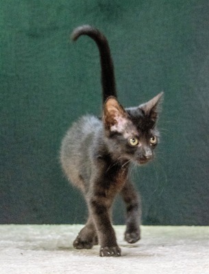 Salome - ein zuckersüßes Katzenmädchen, Mix Jungtier - Katze