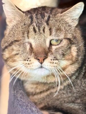 Salvador (geb. Jan. 21) - Felv+ - einäugig