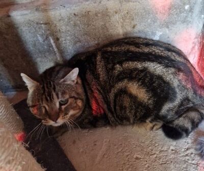 Salvador (geb. Jan. 21) - Felv+ - einäugig, EKH - Kater