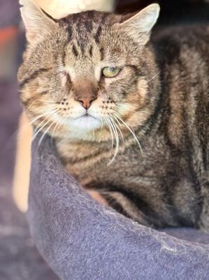 Salvador (geb. Jan. 21) - Felv+ - einäugig, EKH - Kater