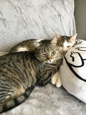 Sam & Fynn, europäische Hauskatze - Kater