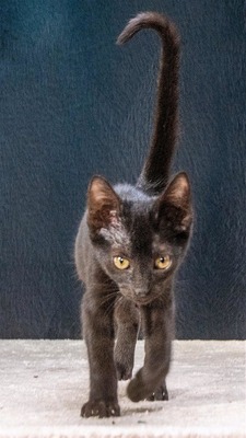 Samantha - eine schwarze Schönheit, Mix Jungtier - Katze