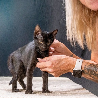 Samantha - eine schwarze Schönheit, Mix Jungtier - Katze