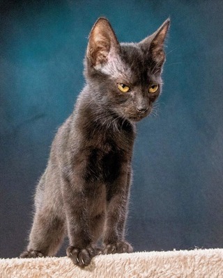 Samantha - eine schwarze Schönheit, Mix Jungtier - Katze
